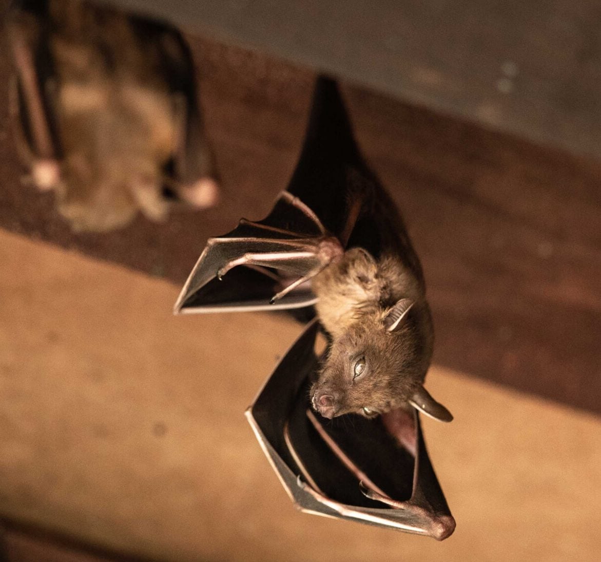 Wildlife-Bats in Indianapolis